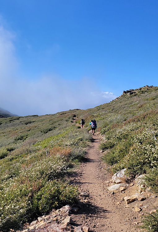 Postrail6 A Grizzly Bear walks through the forest. Photo by Zdeněk Macháček on UnSplash<br />