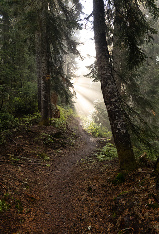post14 A black bear sits in a meadow. Photo by Danika Perkinson on UnSplash.