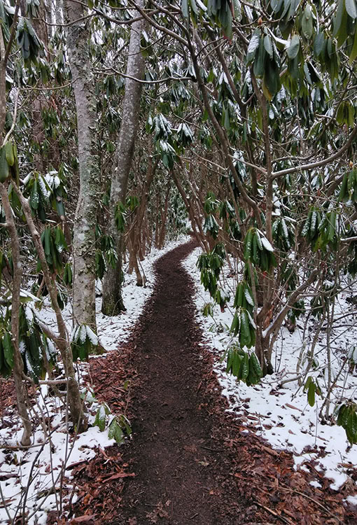 IMG_20180416_154946 A black bear sits in a meadow. Photo by Danika Perkinson on UnSplash.