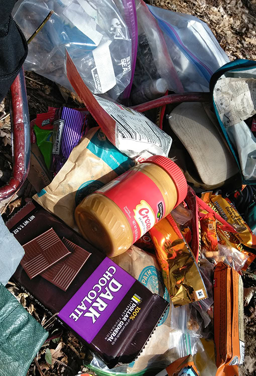 A Grizzly Bear walks through the forest. Photo by Zdeněk Macháček on UnSplash<br />
