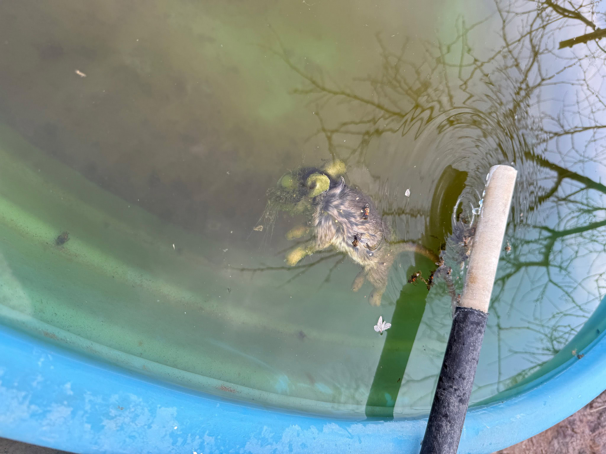 A dead rodent in a water source on the Arizona Trail